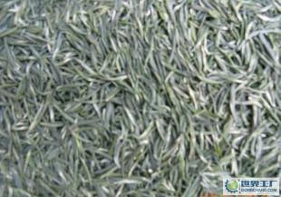 古丈銀針 會跳舞的綠茶瑰寶，探索世界工廠網｜茶葉｜食品｜飲料信息庫的匠心之作