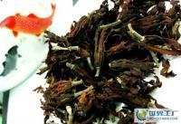 玉蘭花的藥用價值 消痰、益肺、和氣的自然之作