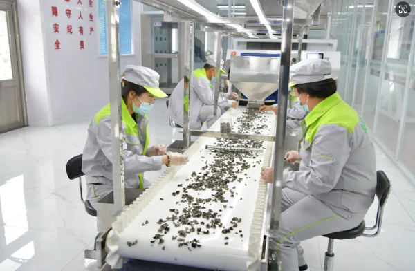 綏陽 第五屆黑木耳采摘節盛裝啟幕，茶香木耳共繪鄉村振興新畫卷